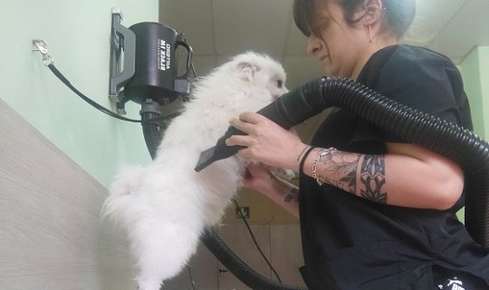 Belinda ha abierto una peluquería canina en Murchante